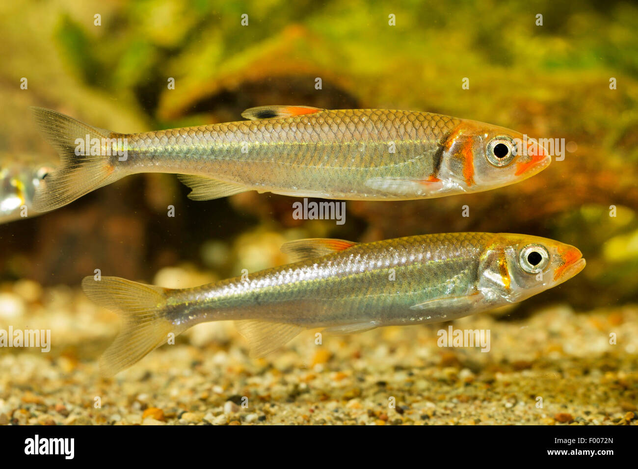 Warpaint Shiner (Luxilus coccogenis), male and female Stock Photo