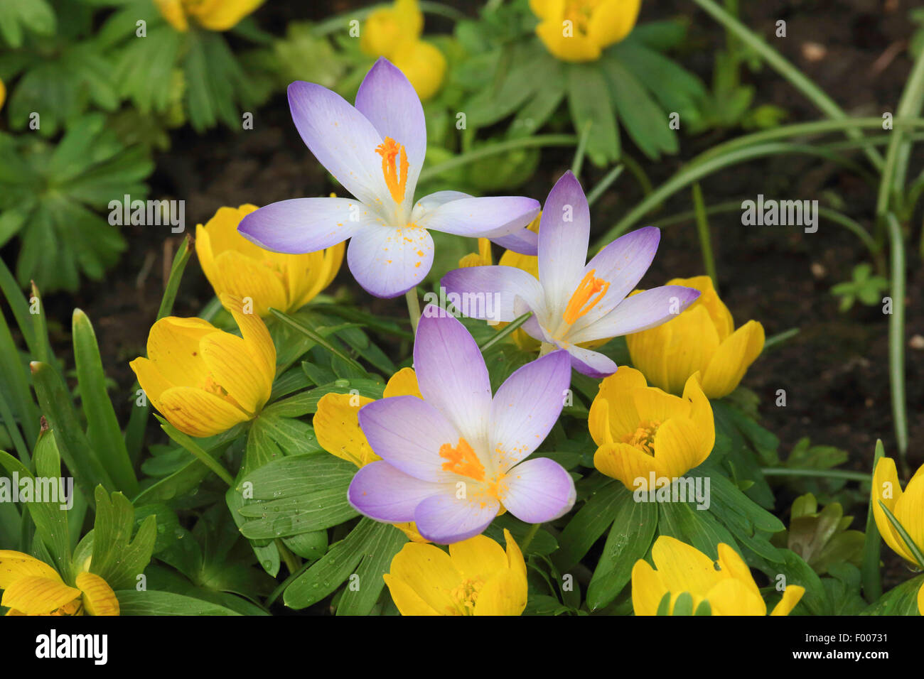 Early Crocus (Crocus tommasinianus), blooming in a meadow together in winter aconite, Germany Stock Photo