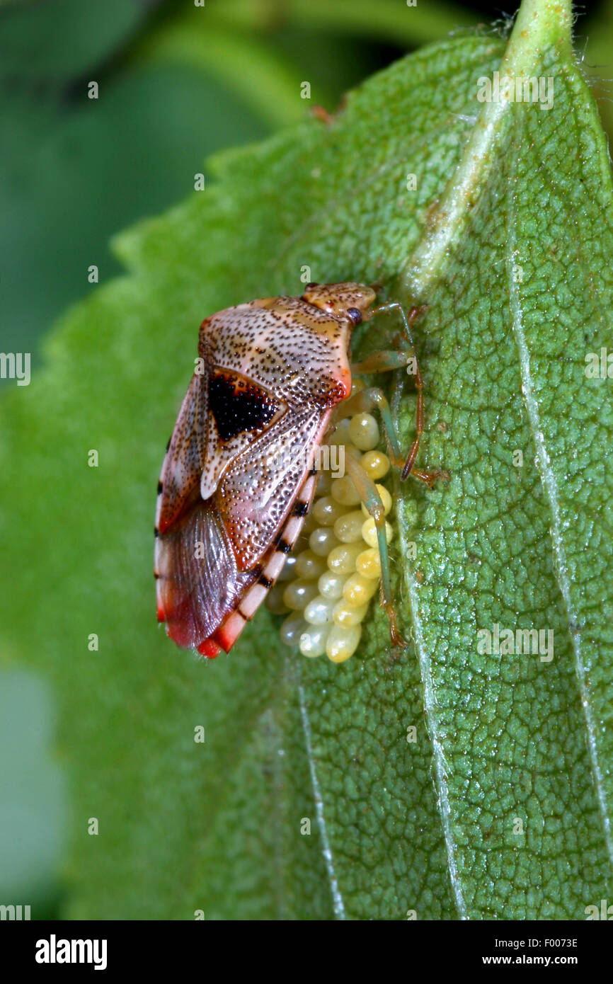 Parent shieldbug hires stock photography and images Alamy