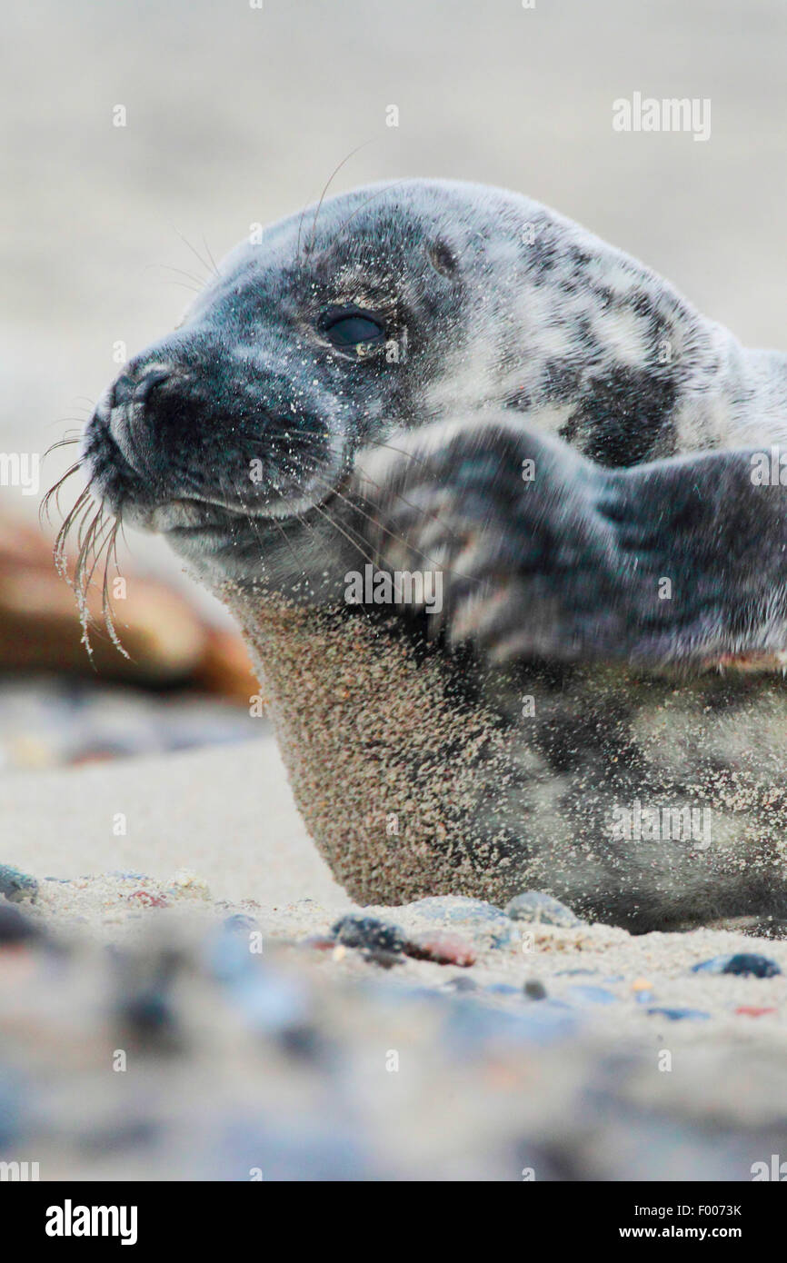 gray seal (Halichoerus grypus), pup scratches, Germany, Schleswig-Holstein, Heligoland Stock Photo