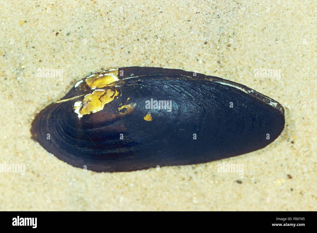 Freshwater pearl mussel, Scottish pearl mussel, Eastern pearlshell (Margaritifera margaritifera), Germany Stock Photo