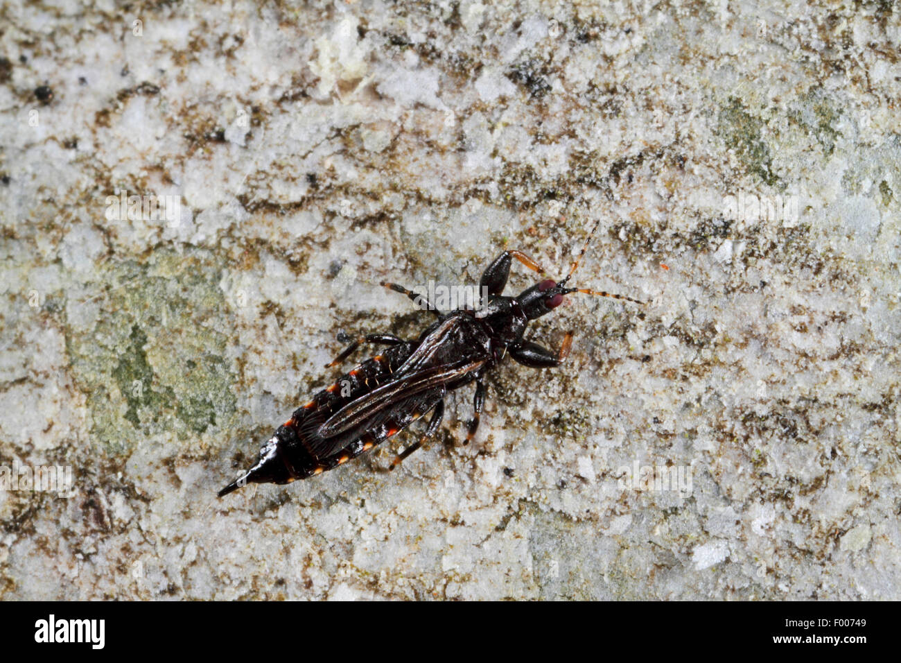 Thunderfly, Thunderbug, Storm fly (Acanthothrips nodicornis