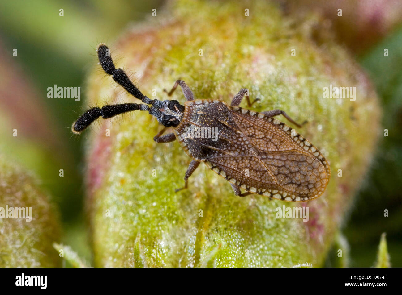 Lace bugs (Copium clavicorne), sitting on a plant, Germany Stock Photo