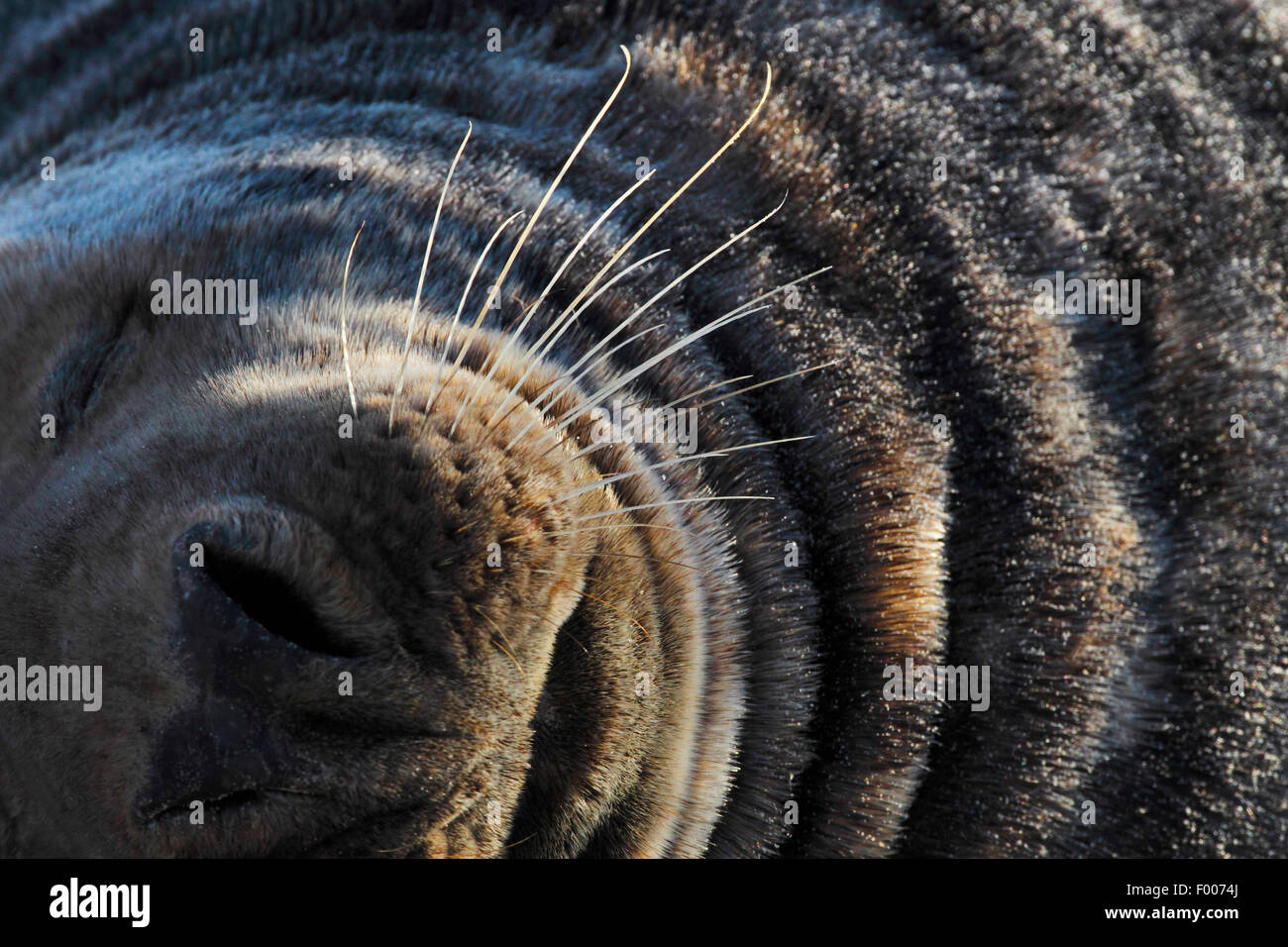 gray seal (Halichoerus grypus), snout with whiskers, Germany, Schleswig-Holstein, Heligoland Stock Photo