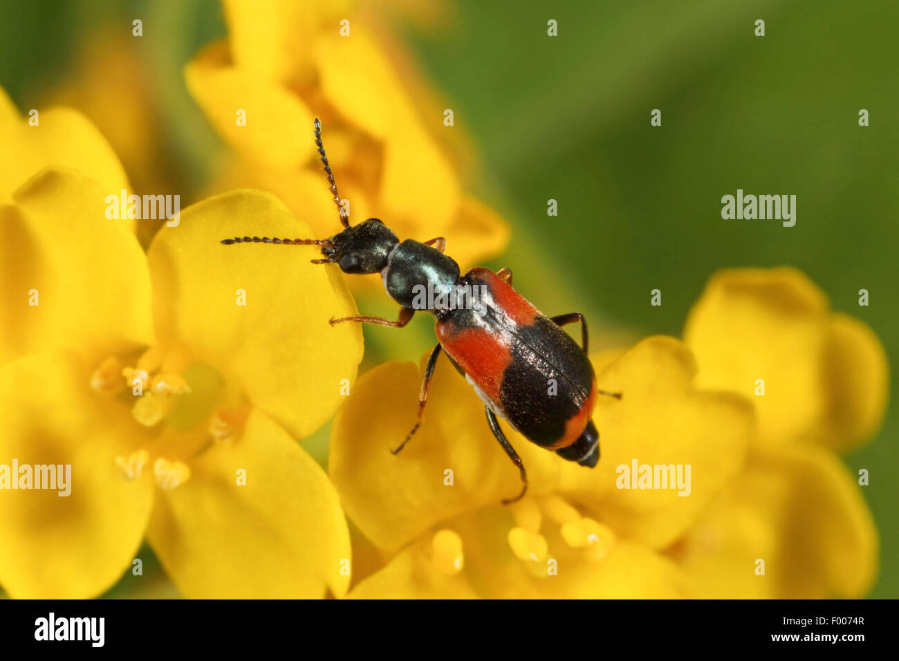 Flower beetle (Anthocomus fasciatus), sitting on yellow flowers, Germany Stock Photo
