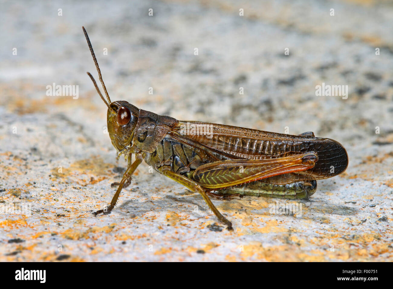 (Stauroderus scalaris, Chorthippus scalaris, Stauroderus