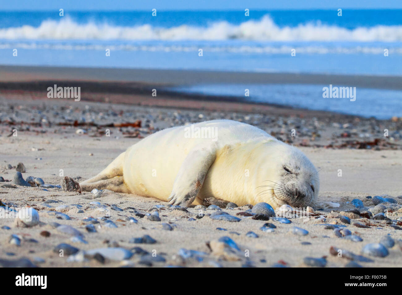gray seal (Halichoerus grypus), sleeping baby seal on the beach, Germany, Schleswig-Holstein, Heligoland Stock Photo