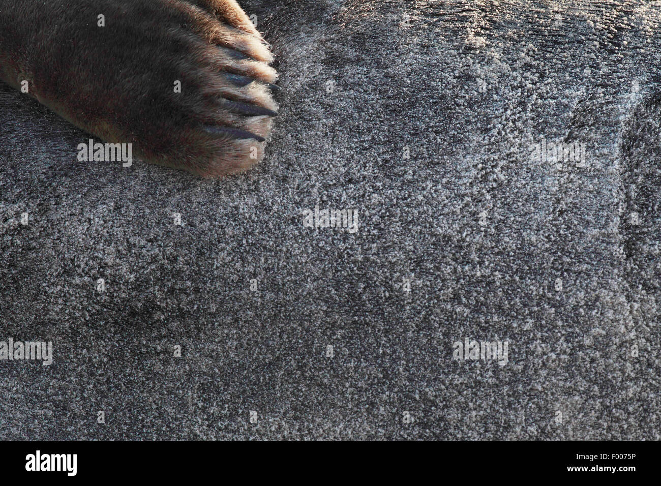 gray seal (Halichoerus grypus), fur and flipper, Germany, Schleswig-Holstein, Heligoland Stock Photo