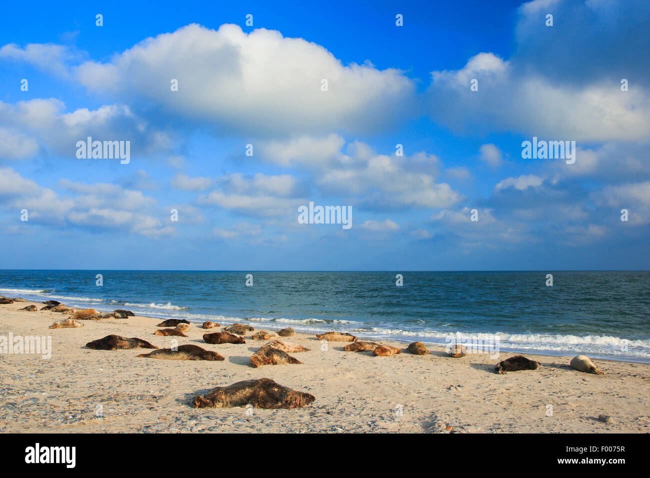 gray seal (Halichoerus grypus), greay seals lying on the beach, colony, Germany, Schleswig-Holstein, Heligoland Stock Photo