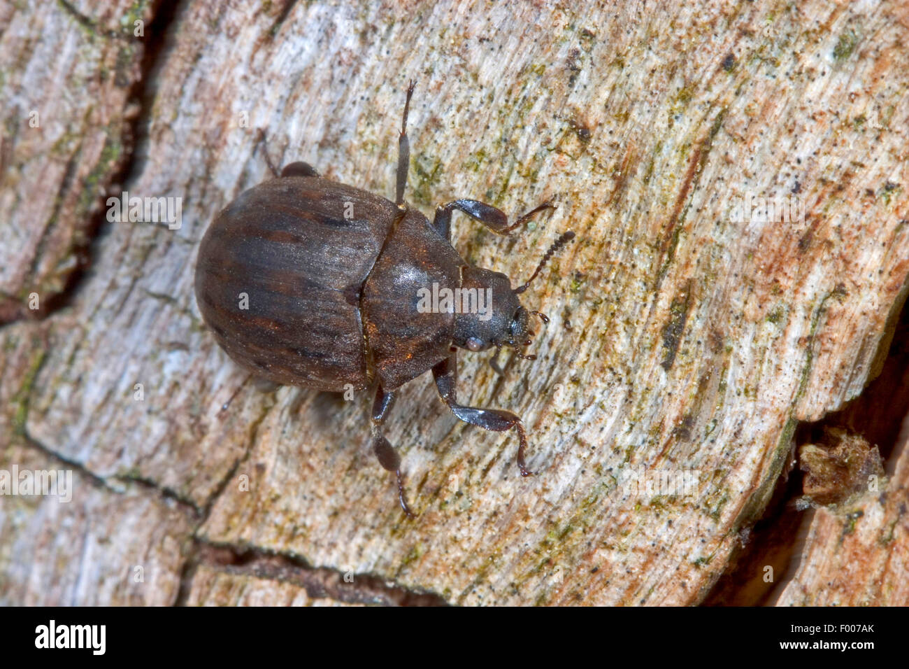 Pill beetle (Byrrhus pilula), sitting on wood, Germany Stock Photo