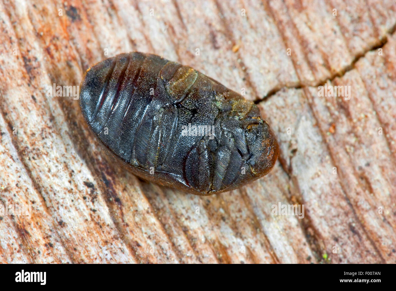 Pill beetle (Byrrhus pilula), thanatosis, Germany Stock Photo