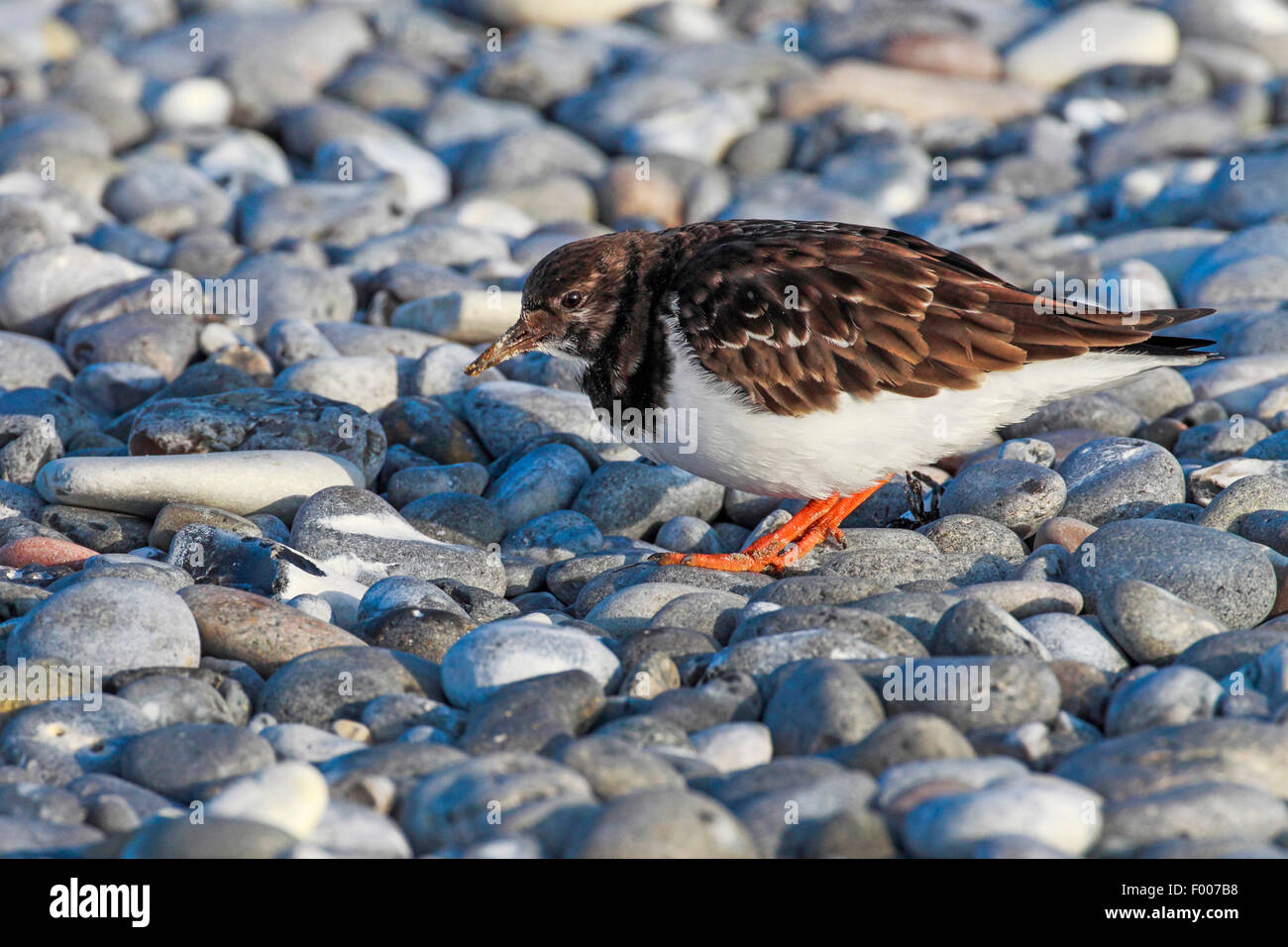 ruddy turnstone (Arenaria interpres), searching food on the gravel beach, Germany, Schleswig-Holstein, Heligoland Stock Photo