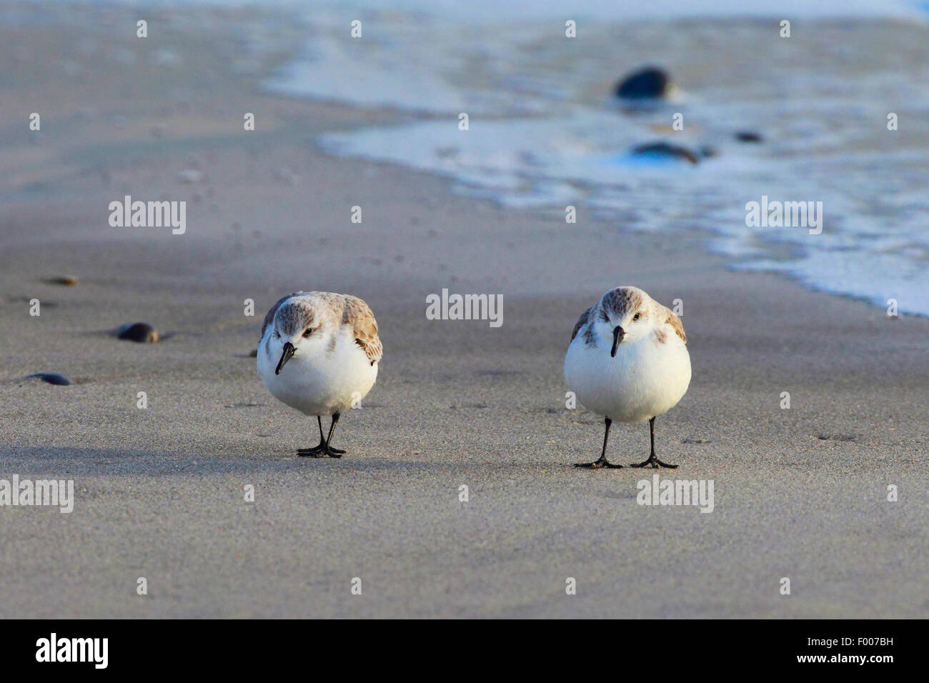 sanderling (Calidris alba), two searching for food sanderlings on the beach, Germany, Schleswig-Holstein, Heligoland Stock Photo