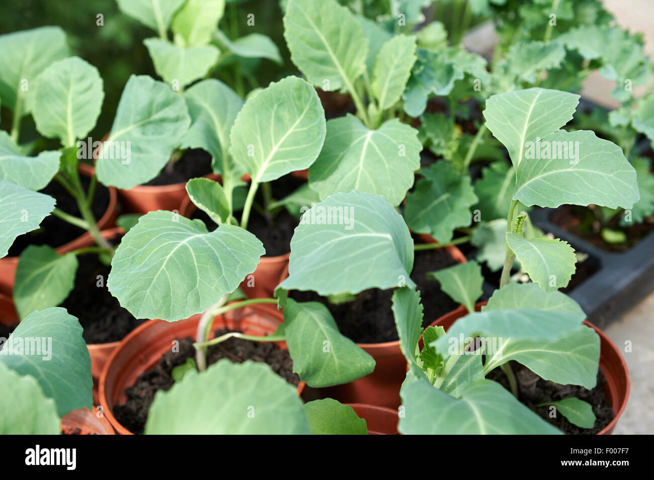 Cabbage Plants Growing in Pots in a Greenhouse Stock Photo Alamy