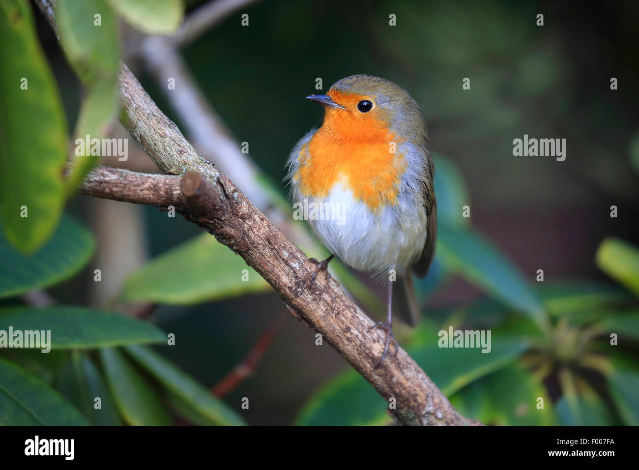 European robin (Erithacus rubecula), on a branch, Germany Stock Photo