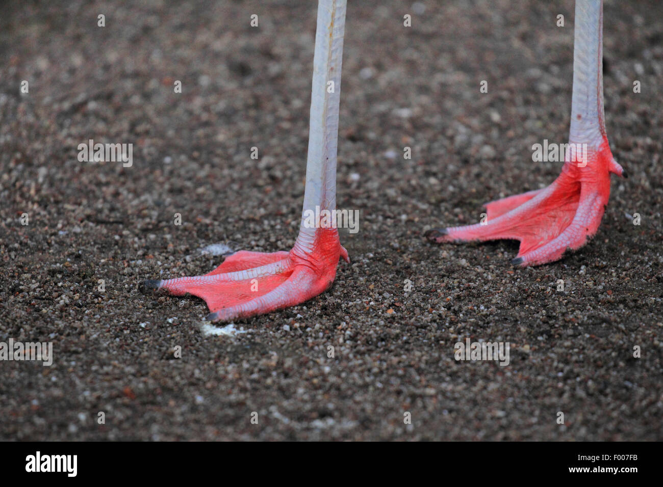 Chilean flamingo (Phoenicopterus chilensis), feet, Chile Stock Photo