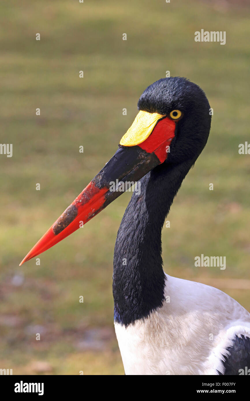 saddle-bill stork (Ephippiorhynchus senegalensis), portrait Stock Photo