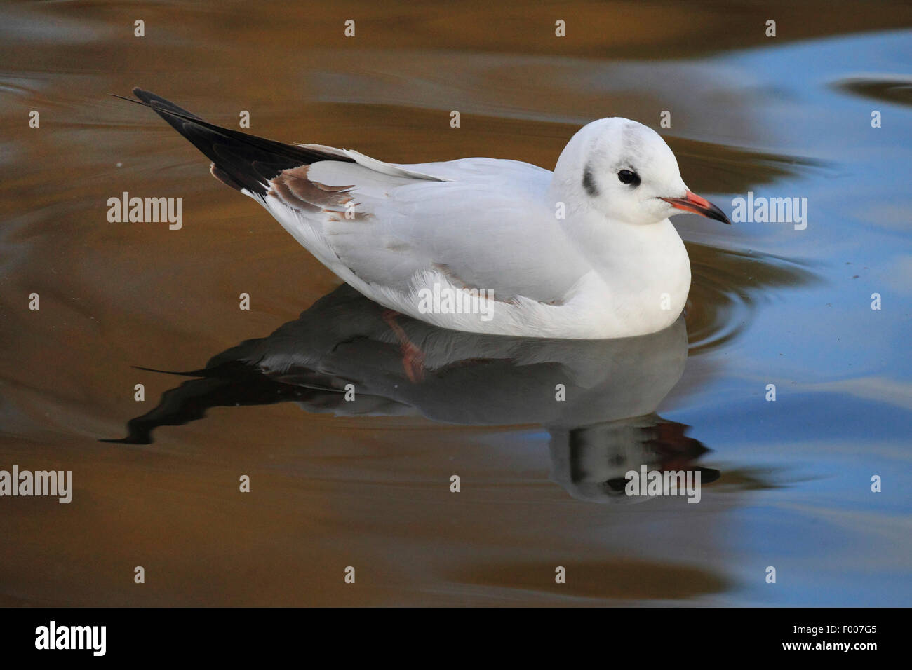 black-headed gull (Larus ridibundus, Chroicocephalus ridibundus), swimming, with mirror image, Germany Stock Photo