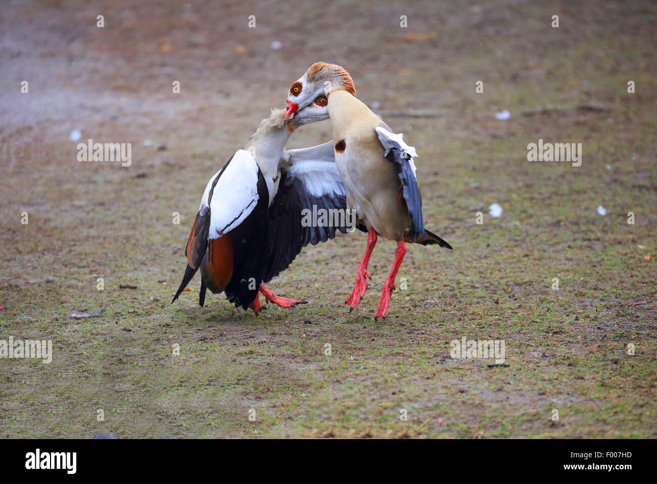 Egyptian goose (Alopochen aegyptiacus), two Egyptian geese conflicting, Germany Stock Photo