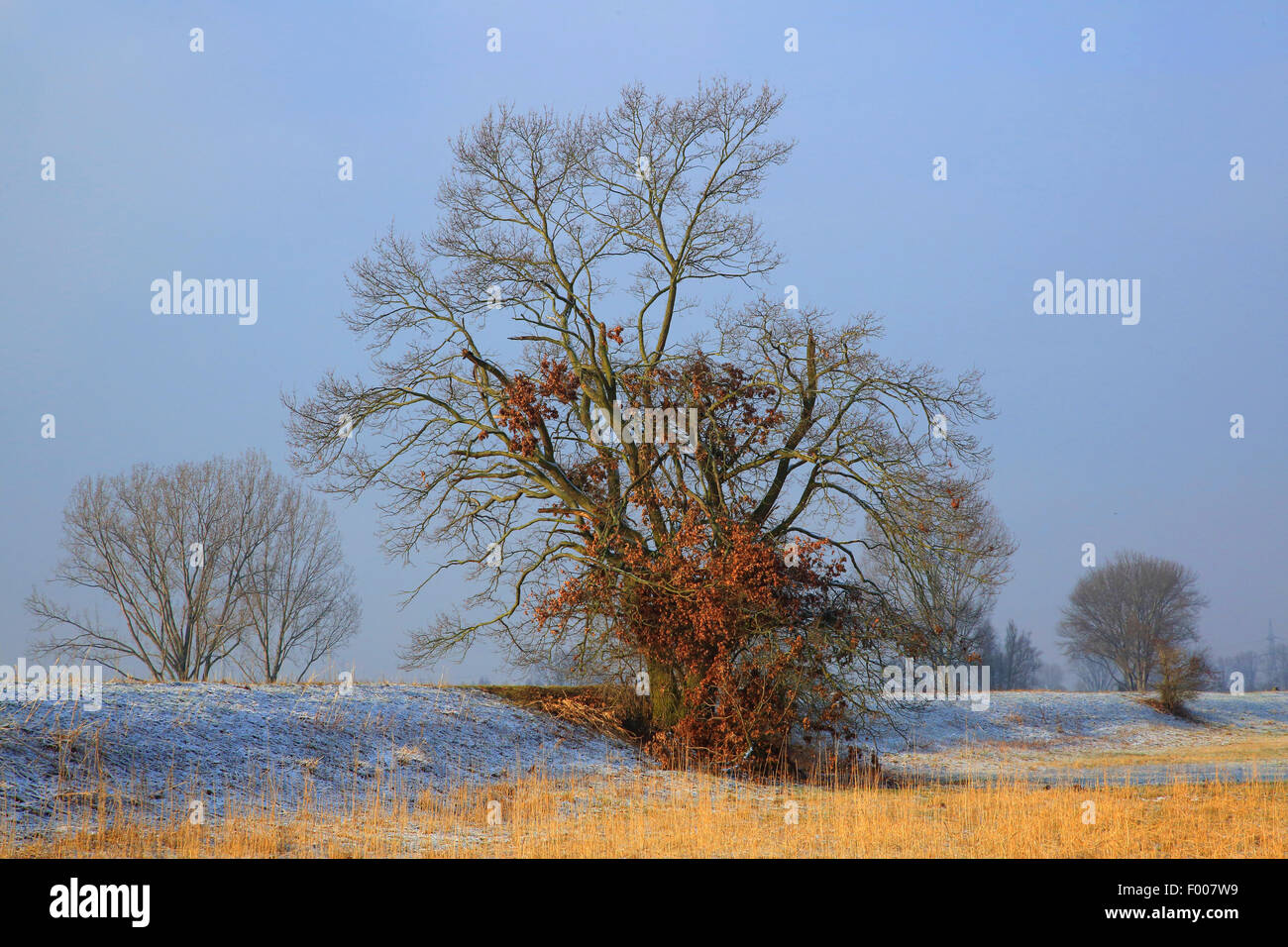 common oak, pedunculate oak, English oak (Quercus robur), in winter