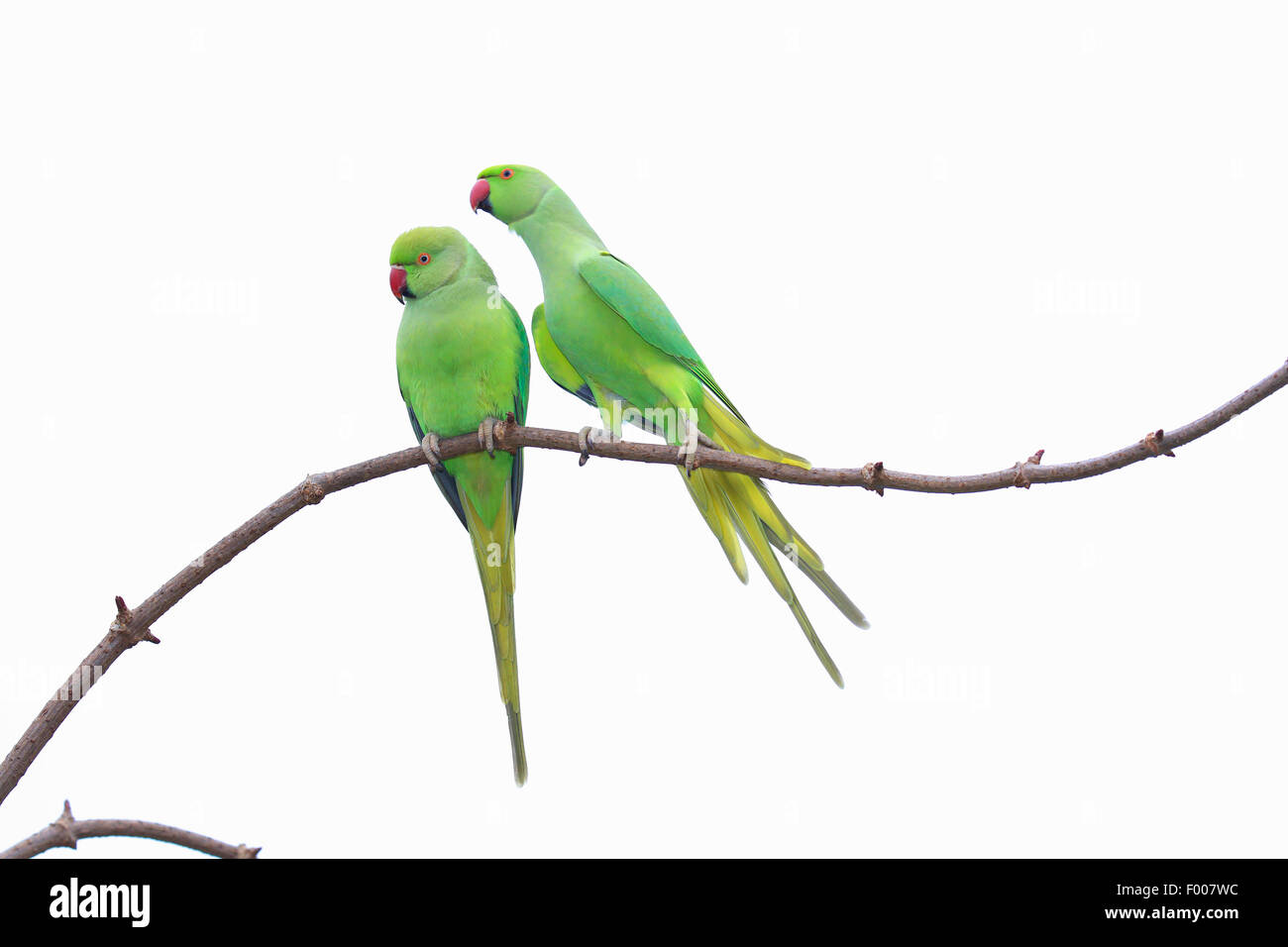 rose-ringed parakeet (Psittacula krameri), two females on a branch, Germany Stock Photo
