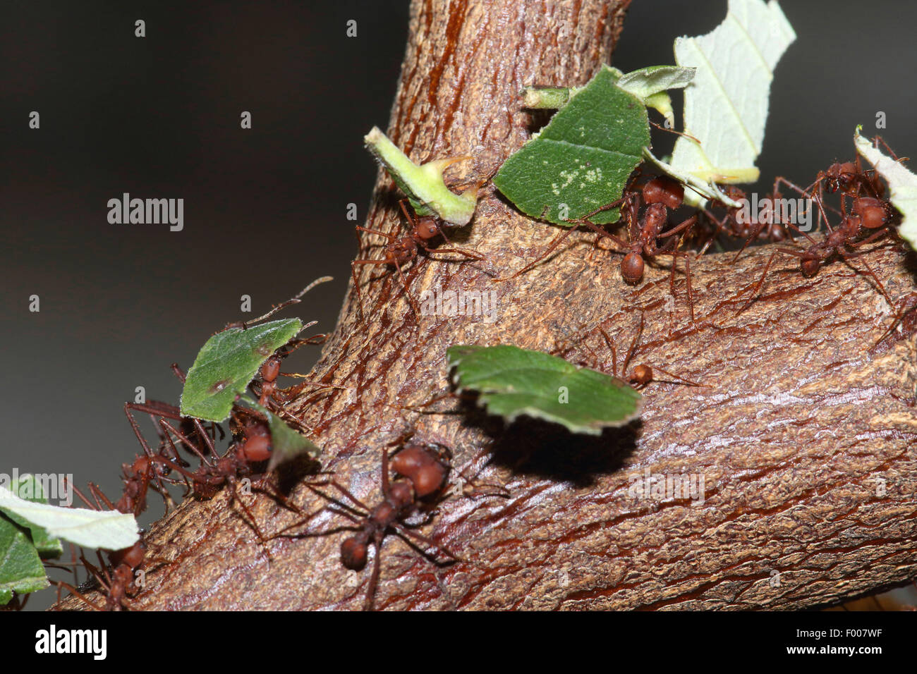 Leafcutting ant (Atta sexdens), leafcutting ants transporting leaf pieces on a branch Stock Photo