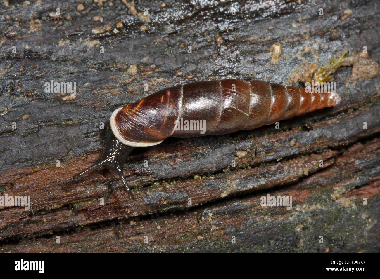 plaited door snail (Cochlodina laminata), creeping on wood, Germany Stock Photo