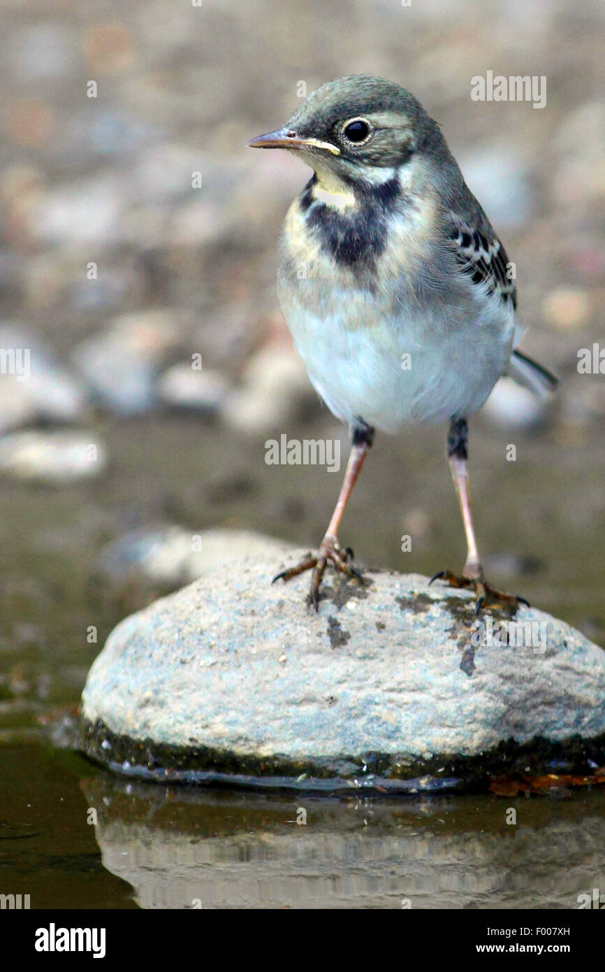 Pied wagtail, Pied white wagtail (Motacilla alba), juvenile on a stone at water, Germany Stock Photo