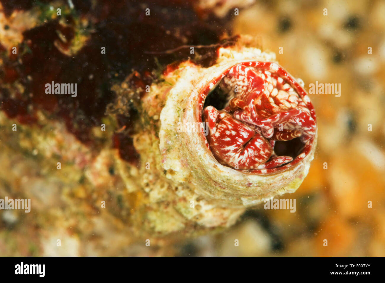 Mediterranean wormsnail, Giant worm shell (Thylacodes arenarius, Serpulorbis arenaria, Serpula arenaria, Vermetus arenarius, Lemintina arenaria) Stock Photo