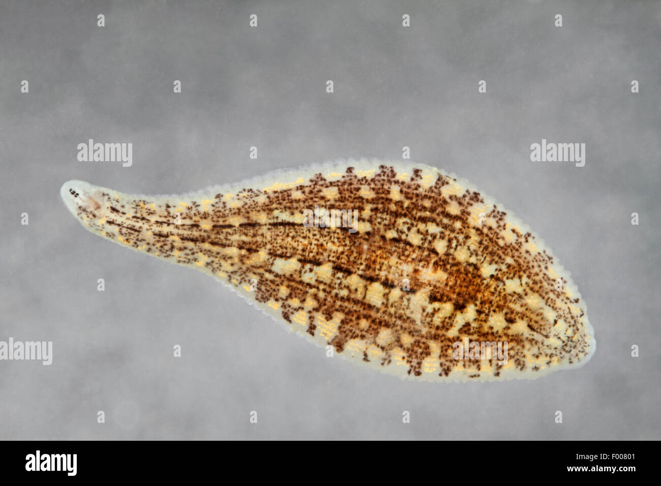 snail leech, greater snail leech (Glossiphonia complanata), Germany Stock Photo
