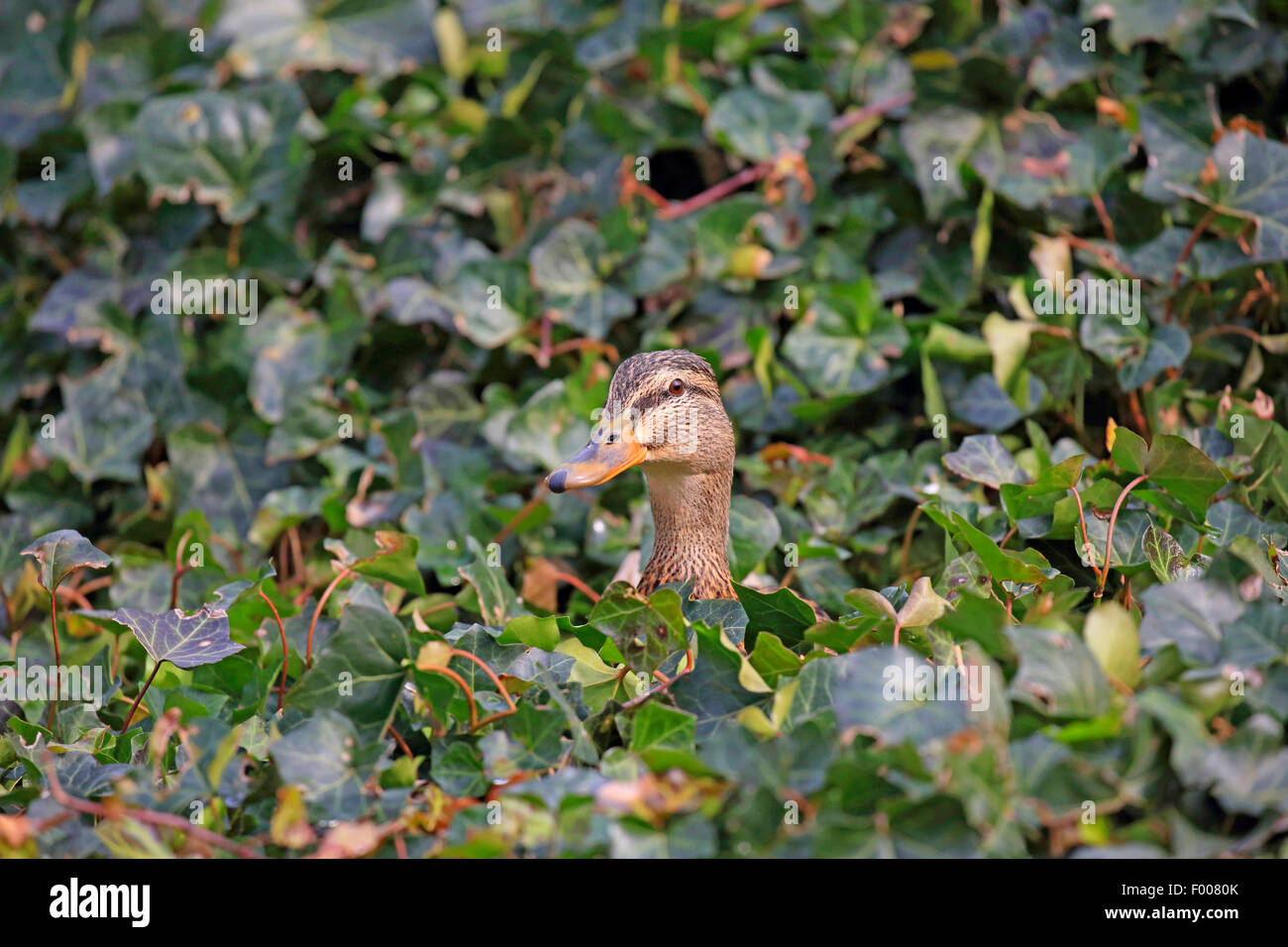 mallard (Anas platyrhynchos), female sitting in the ivy, Germany Stock Photo