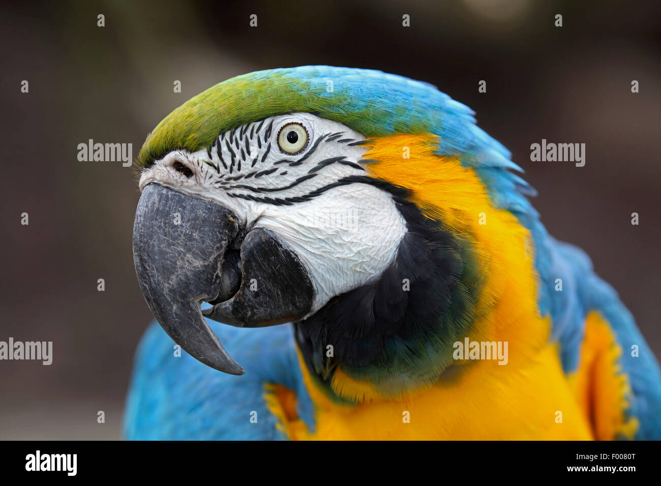 Blue and yellow macaw, Blue and gold Macaw, Blue-and-gold Macaw, Blue-and-yellow Macaw (Ara ararauna), portrait Stock Photo