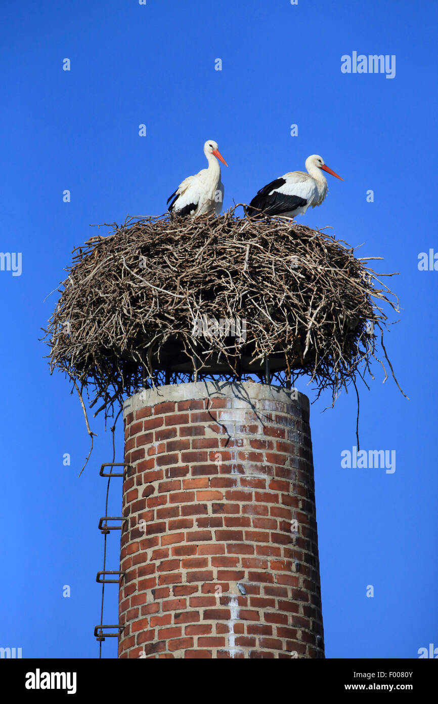 white stork (Ciconia ciconia), two storks standing in a nest on a chimney, Germany Stock Photo