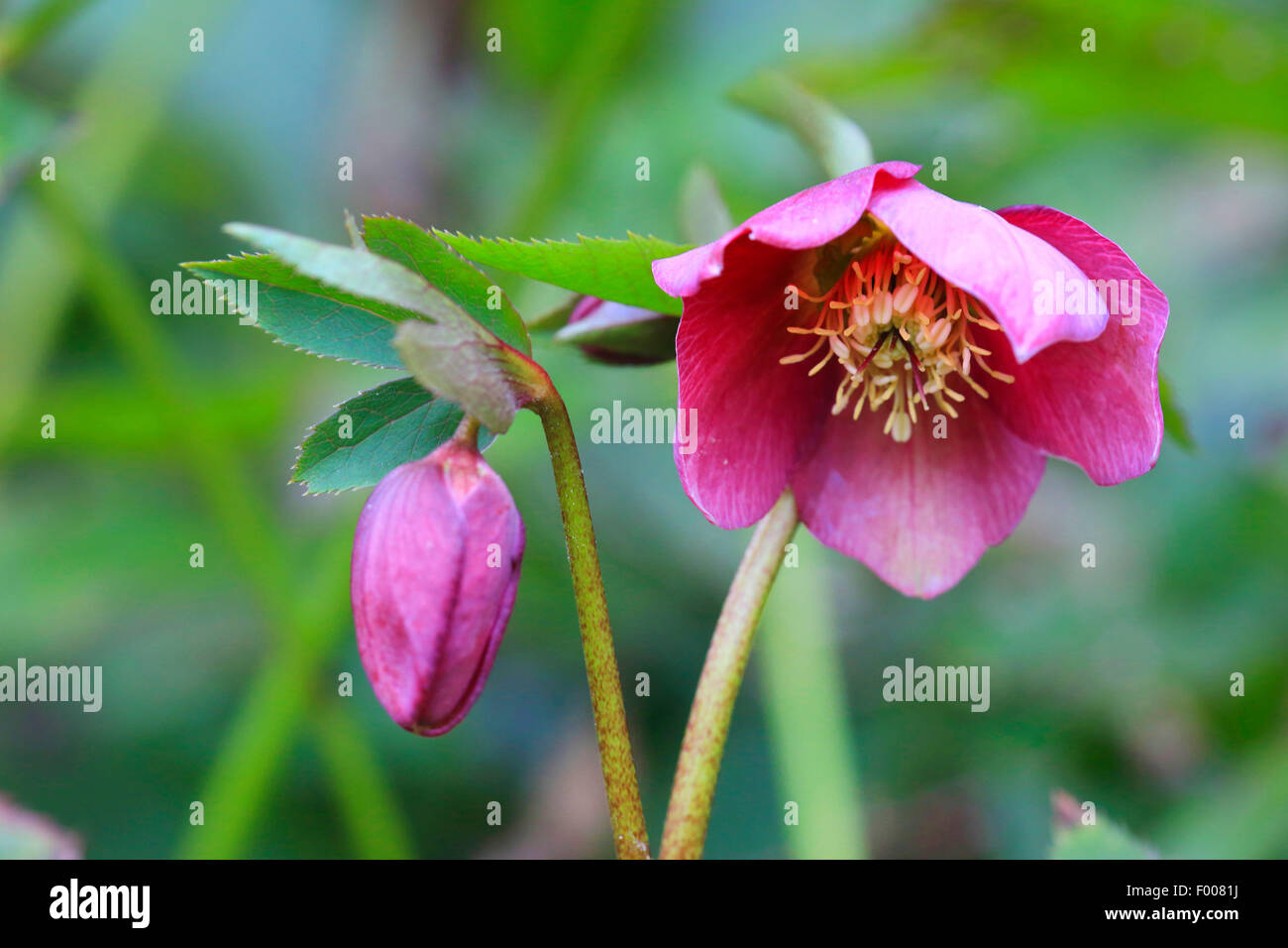 hellebore (Helleborus spec.), blooming Stock Photo