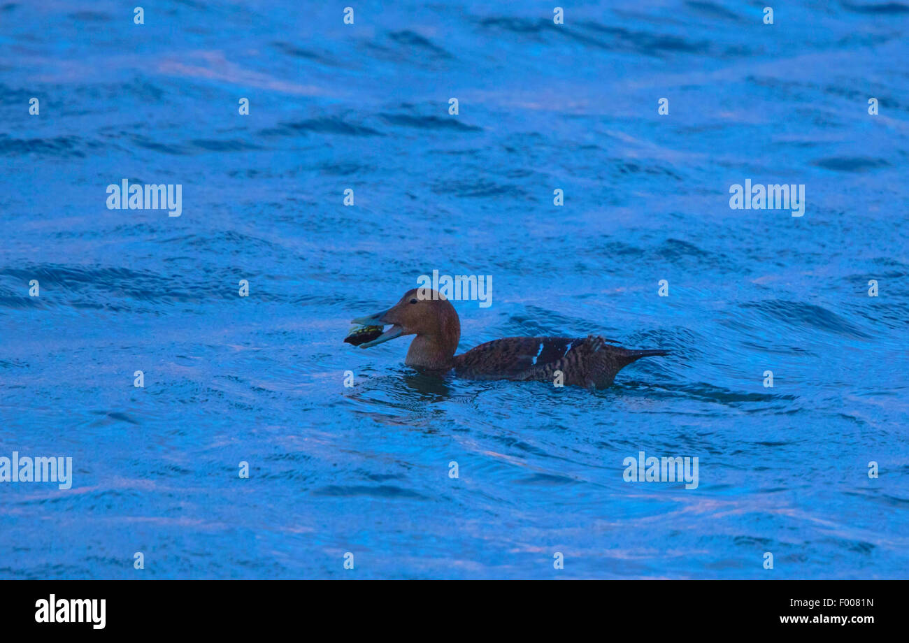 Common eider (Somateria mollissima), female swimming in the sea feeds a mussel, Norway, VesterÕlen, Insel And°ya, Andenes Stock Photo