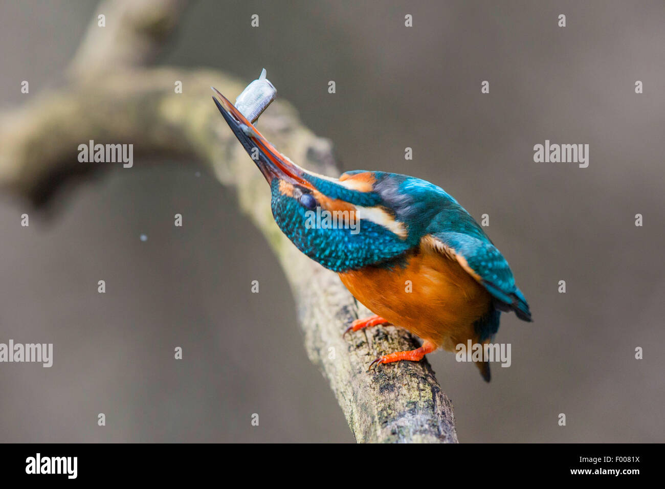 river kingfisher (Alcedo atthis), killing caught fish by slapping it onto the branch, Germany, Bavaria Stock Photo