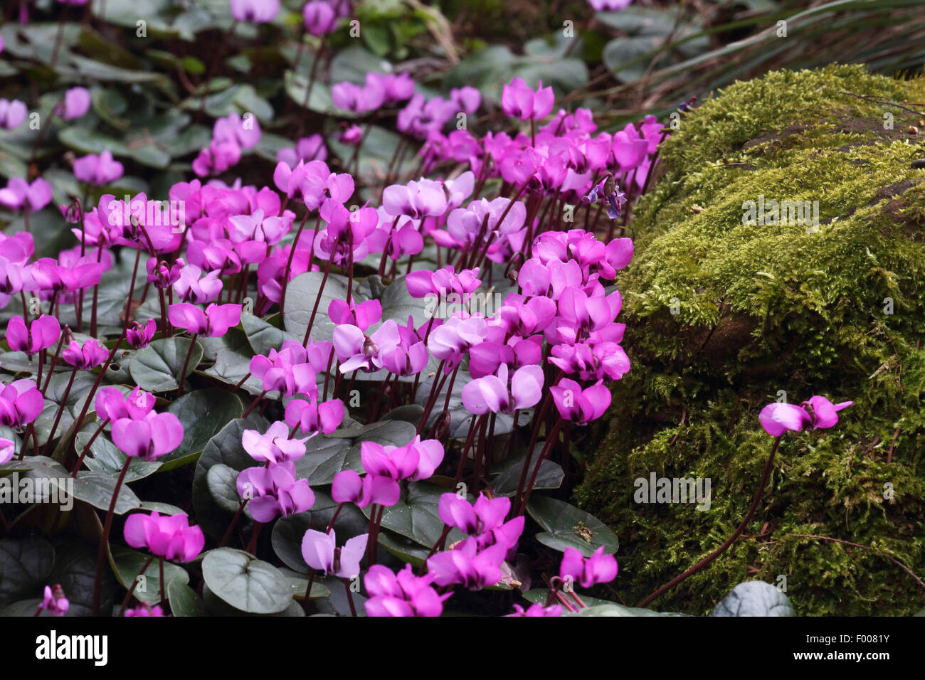 eastern cyclamen (Cyclamen coum), blooming Stock Photo