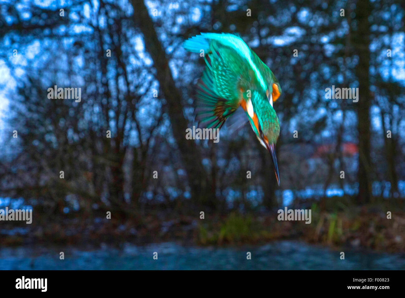 river kingfisher (Alcedo atthis), nose diving, Germany, Bavaria Stock Photo