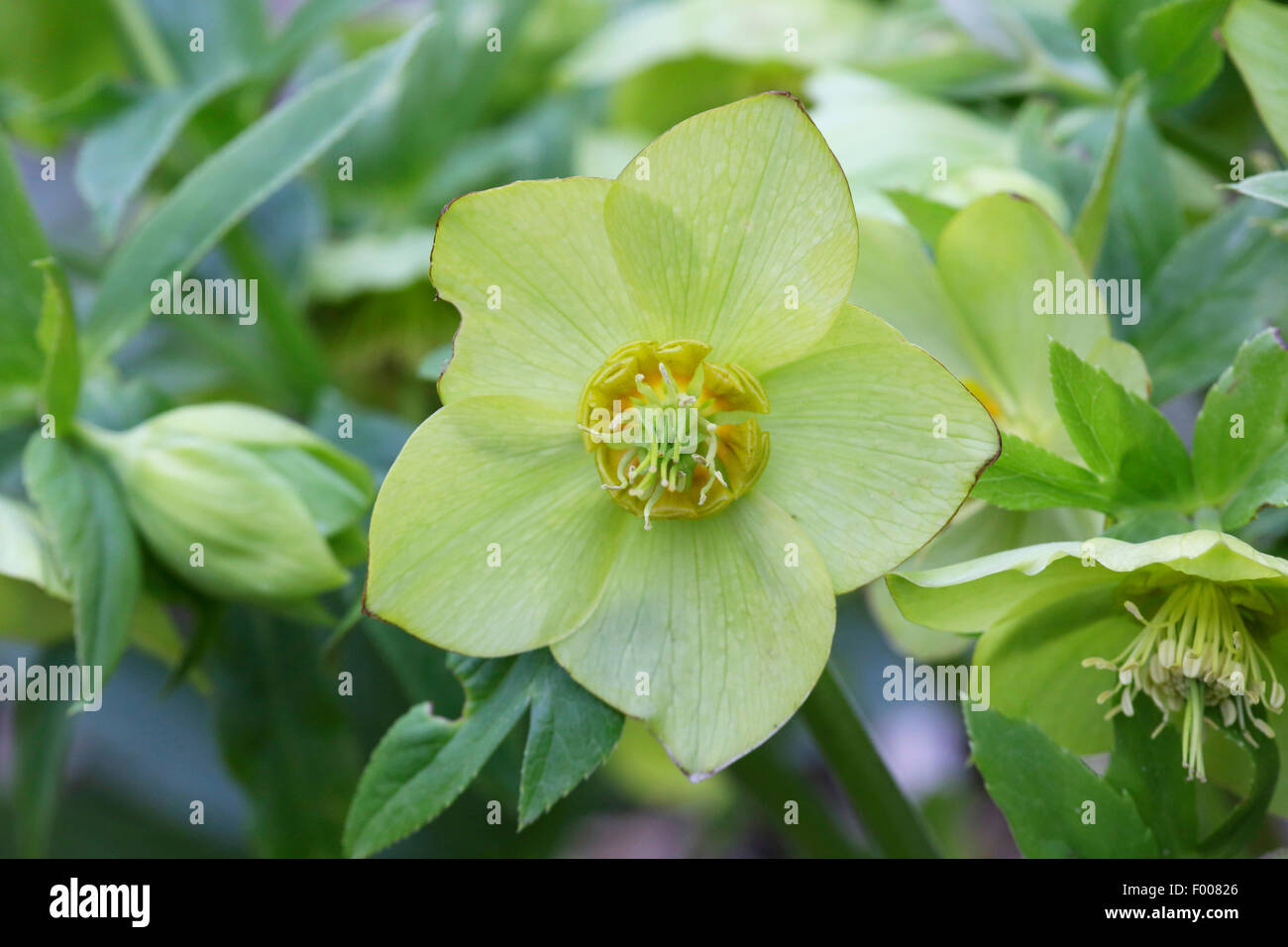 Hellebore (Helleborus spec.), flower Stock Photo