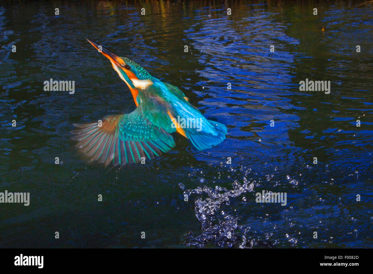river kingfisher (Alcedo atthis), female taking off the water after ineffective fishing, Germany, Bavaria Stock Photo
