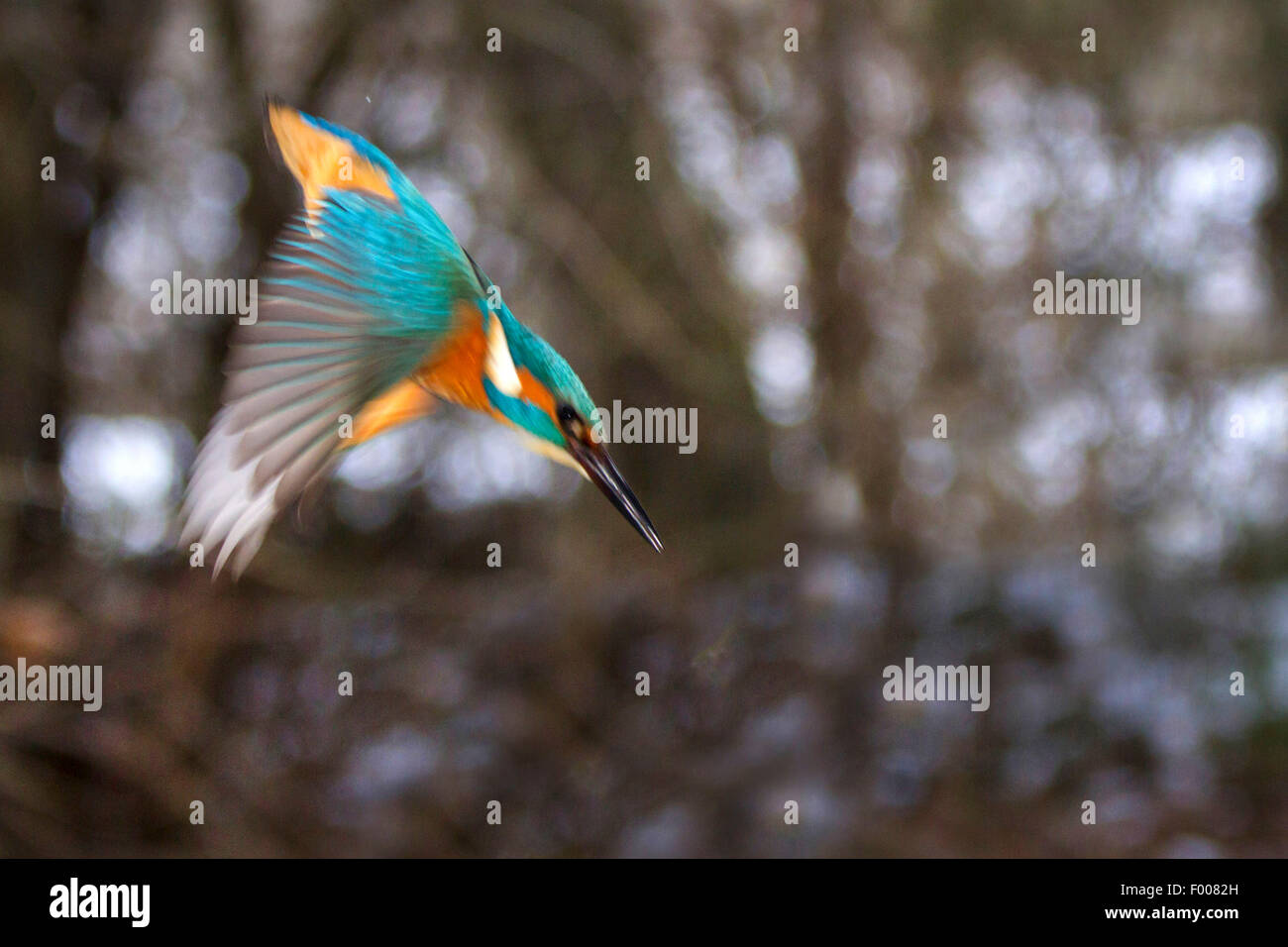 river kingfisher (Alcedo atthis), nose diving, Germany, Bavaria Stock Photo