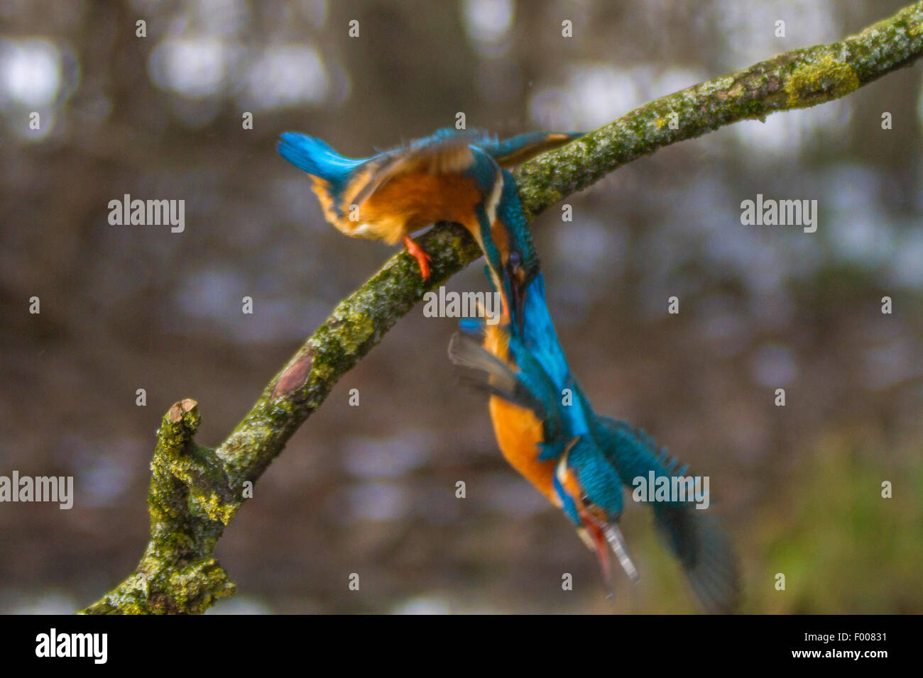 river kingfisher (Alcedo atthis), female attacks male, Germany, Bavaria Stock Photo