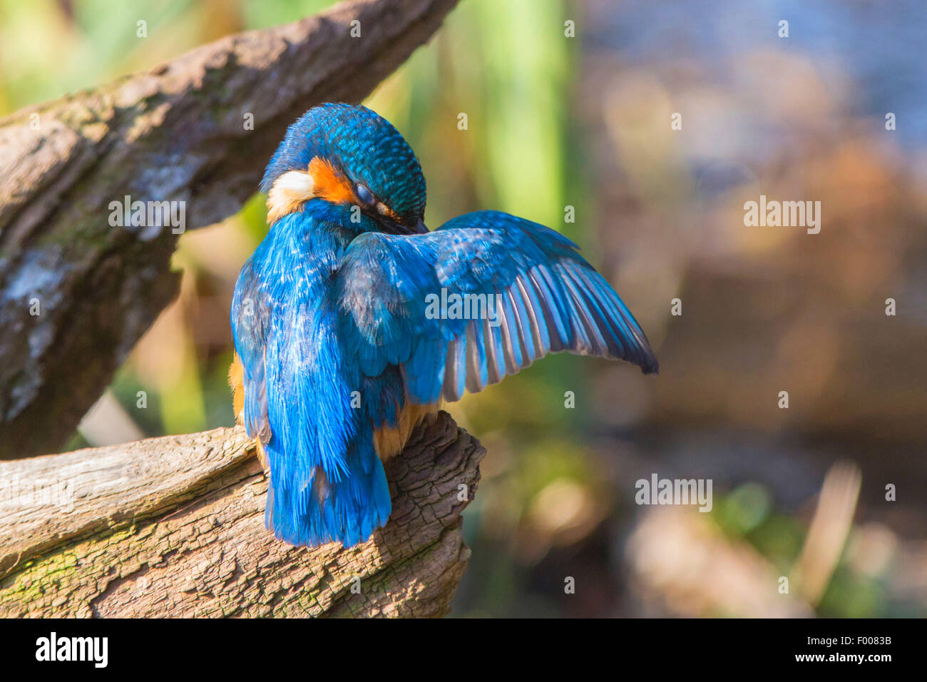 river kingfisher (Alcedo atthis), caring of the plumage, Germany, Bavaria, Isental Stock Photo