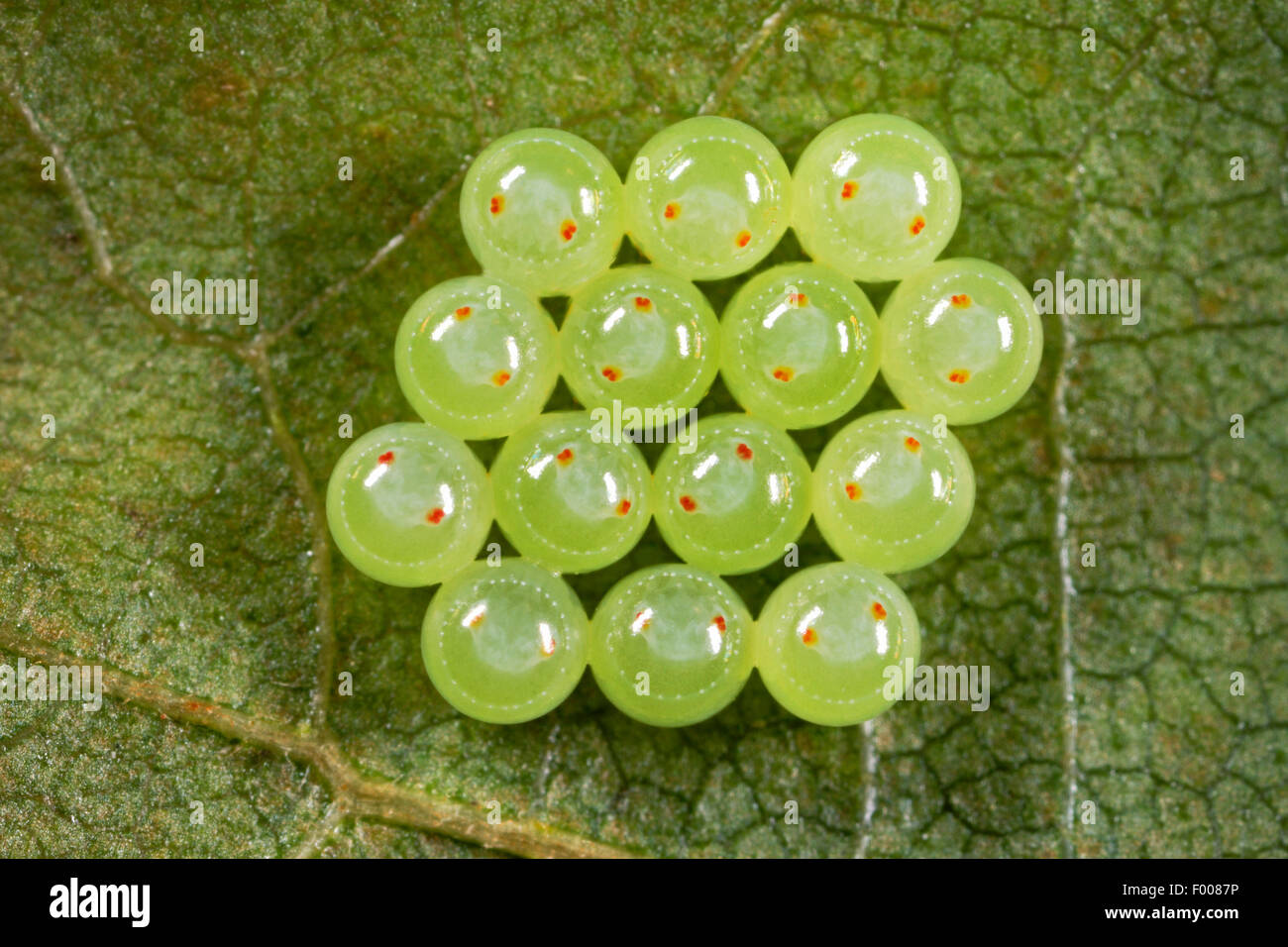 Green Shield Bug Common Green Shield Bug Palomena Prasina Eggs Under A Leaf Nymphs In The