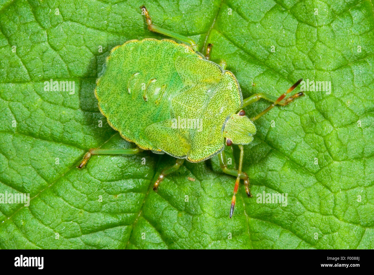 Green shield bug, Common green shield bug (Palomena prasina), nymph, Germany Stock Photo
