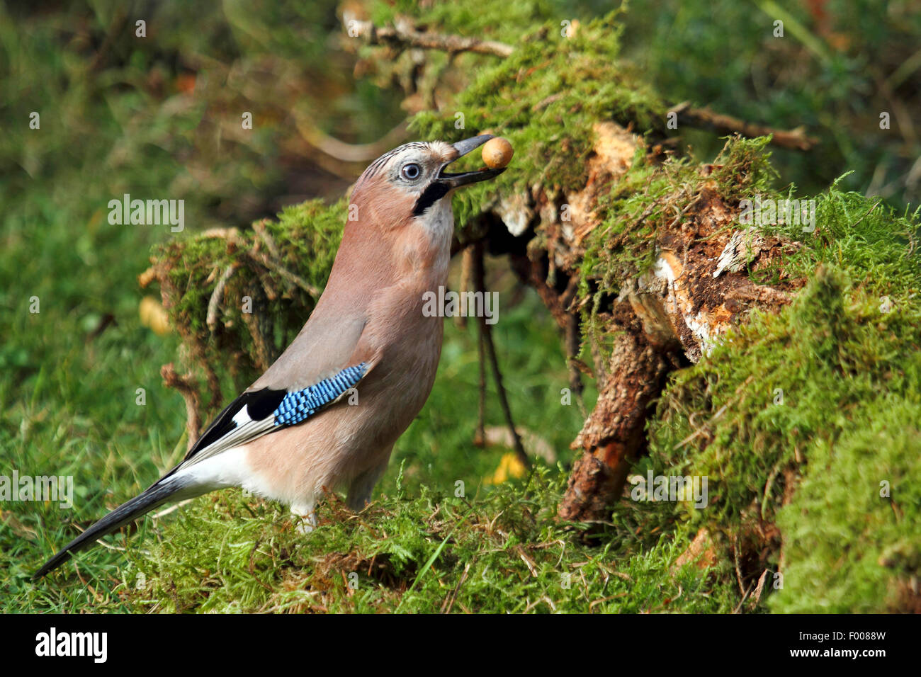 jay (Garrulus glandarius), with an acorn in its bill, Germany Stock Photo