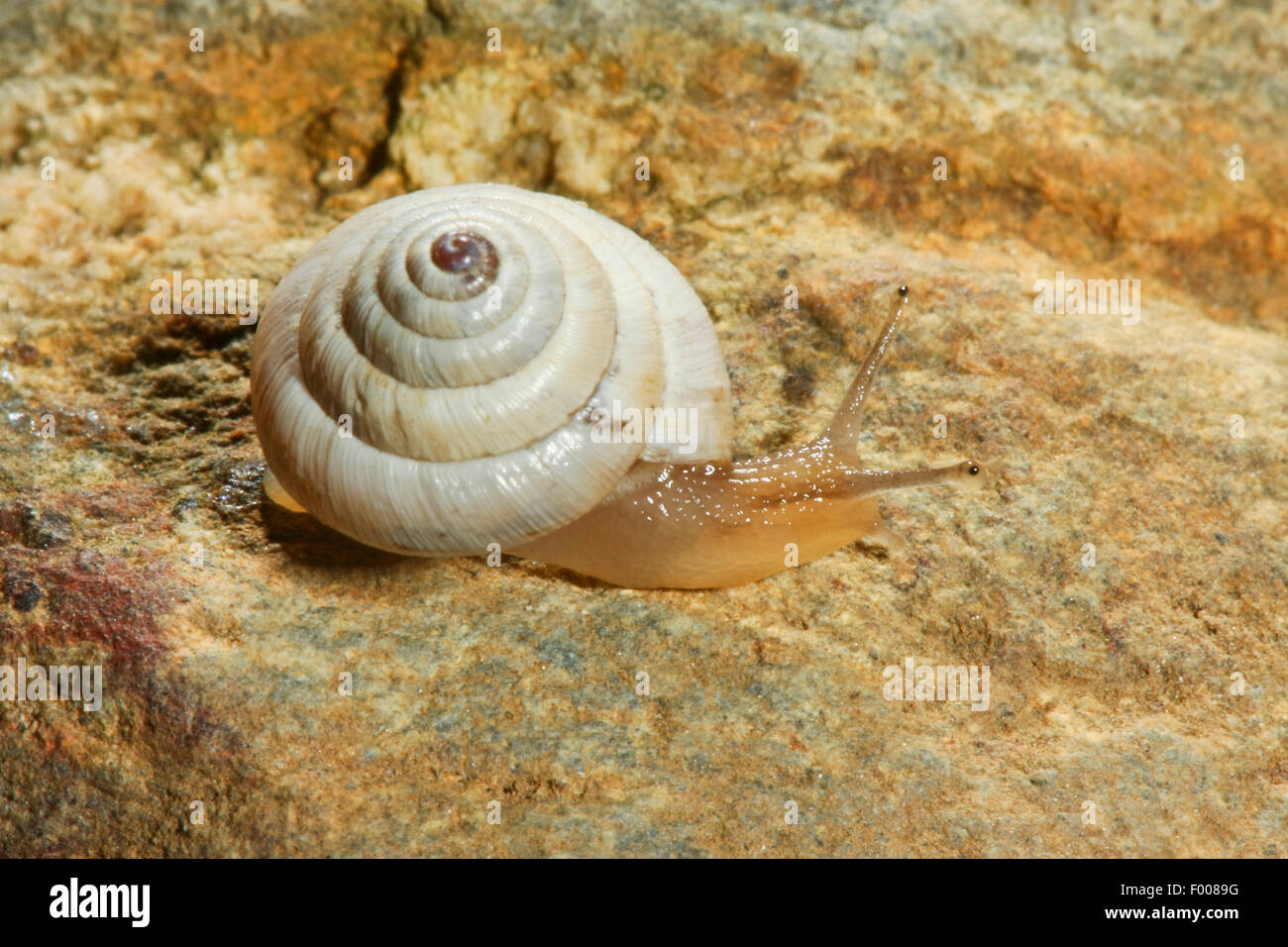 Heath snail (Trochoidea pyramidata, Helicella pyramidata), creeping on a rock Stock Photo