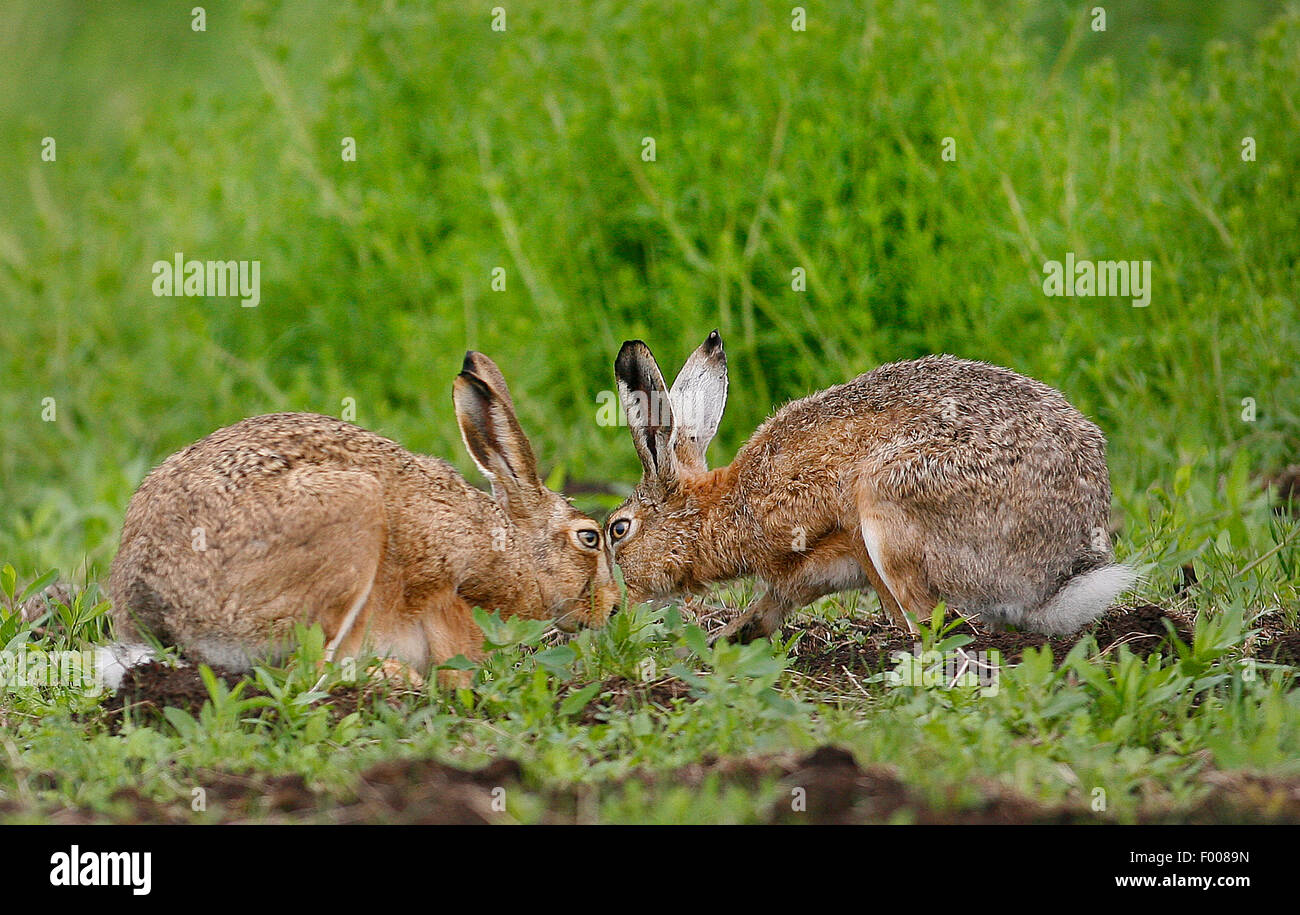 European hare, Brown hare (Lepus europaeus), two hares face to face, Germany Stock Photo