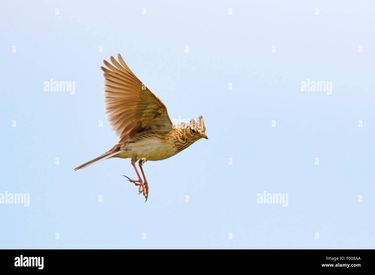 Eurasian sky lark (Alauda arvensis), in the sky, Germany Stock Photo ...