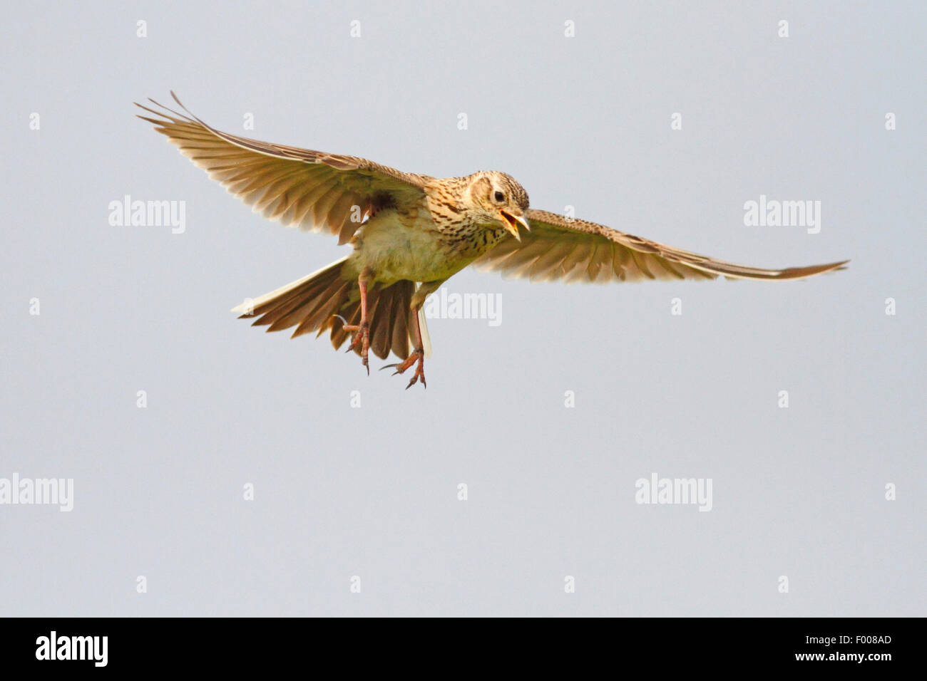 Eurasian sky lark (Alauda arvensis), singing in the sky, Germany Stock Photo